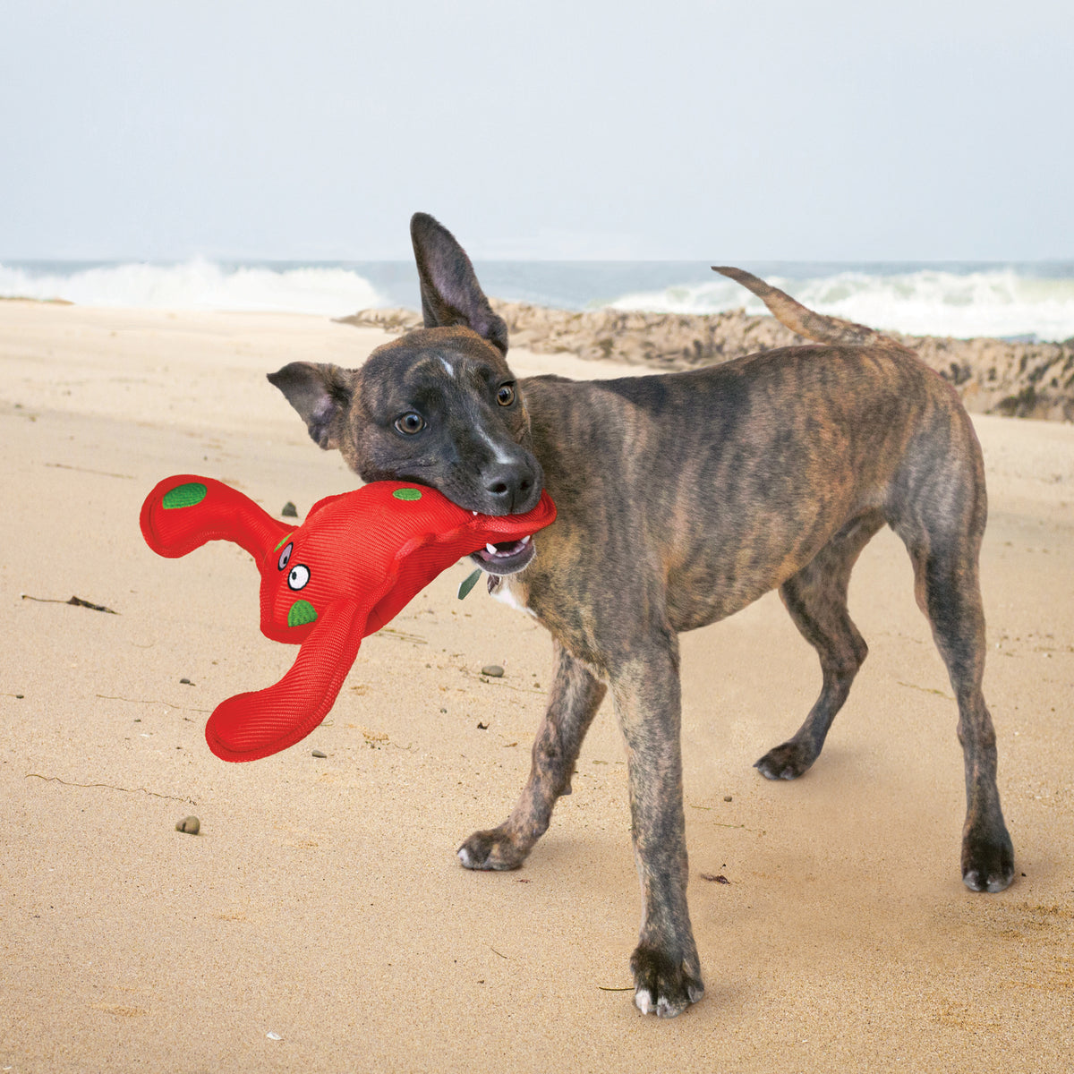 Belly Flops Lobster Dog Toy by Kong The Pet Shop