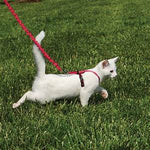 PetSafe Come with Me Kitty Harness and Bungee Leash, Red/Cranberry