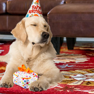 Birthday Gift Box Plush Dog Toy