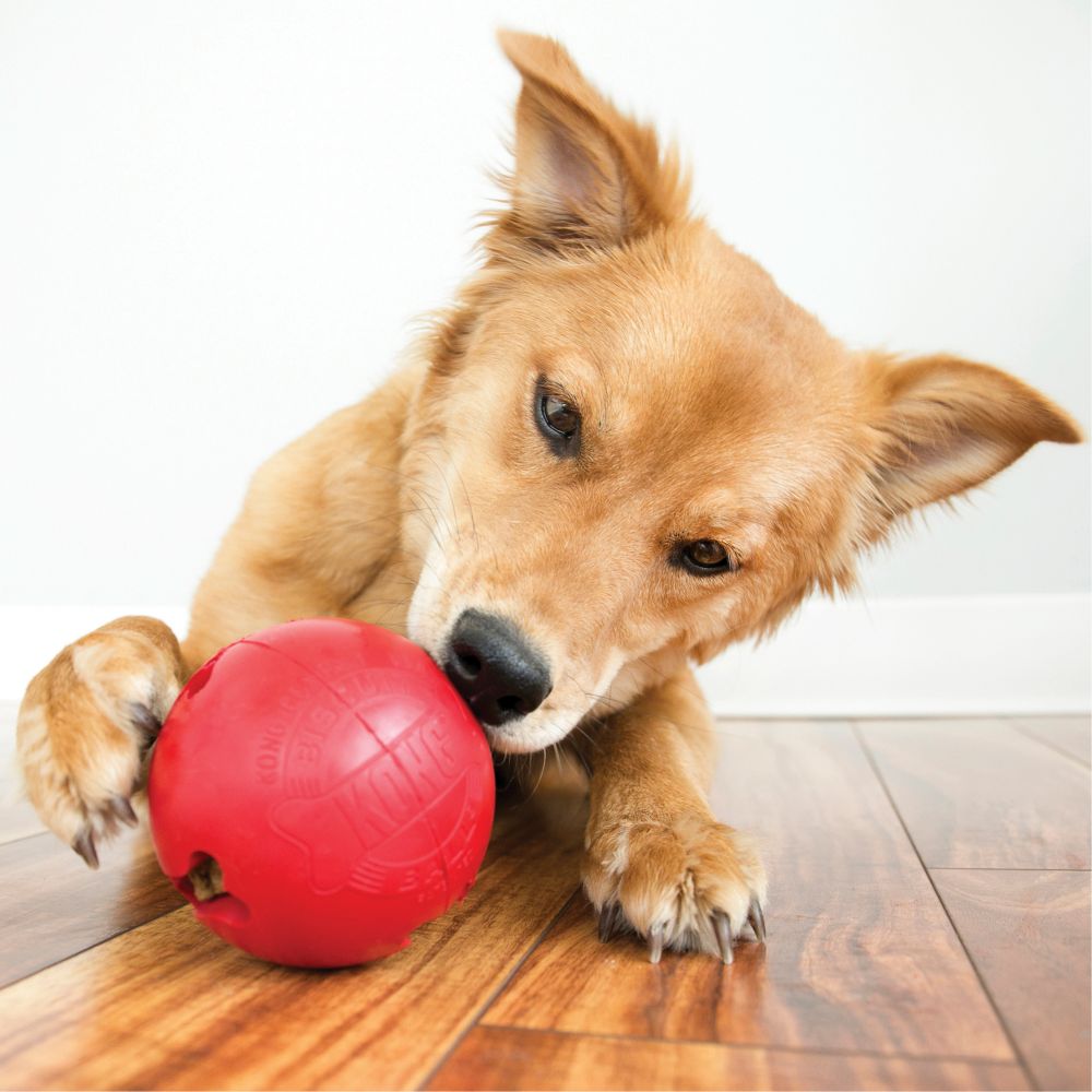 Biscuit Ball™ Dog Toy