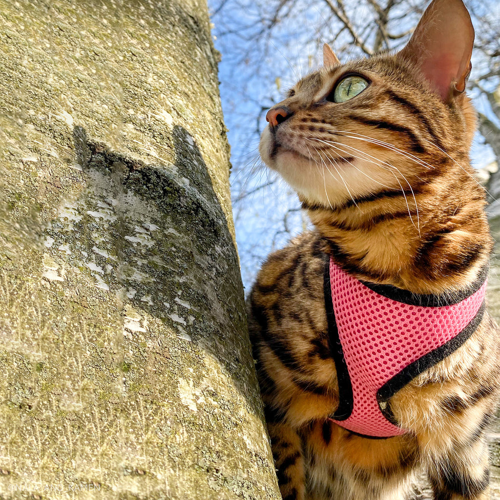 Cat Harness with 6' Leash - Soft Adjustable Comfort