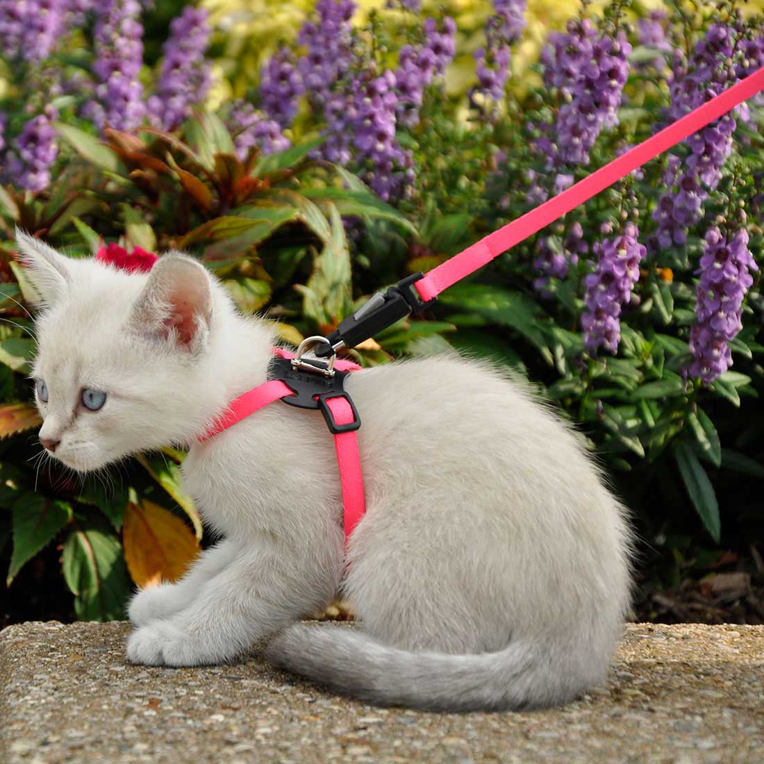Li'l Pals Adjustable Kitten Harness and 6' Leash Combo