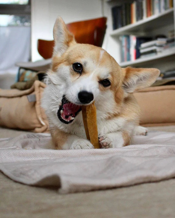 Himalayan Yak Cheese Dog Chews