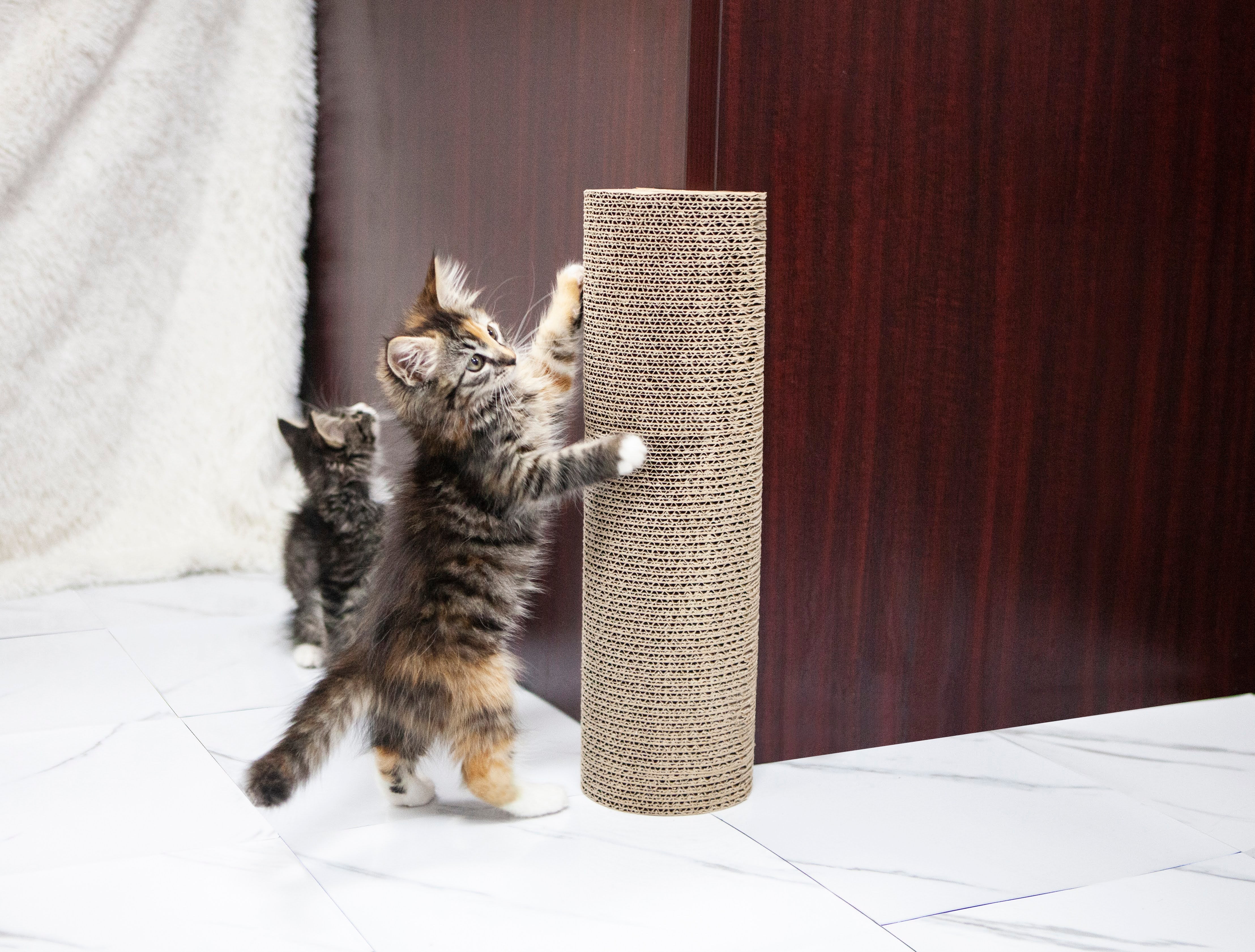 Kitty Corner Cat Scratcher by Petique